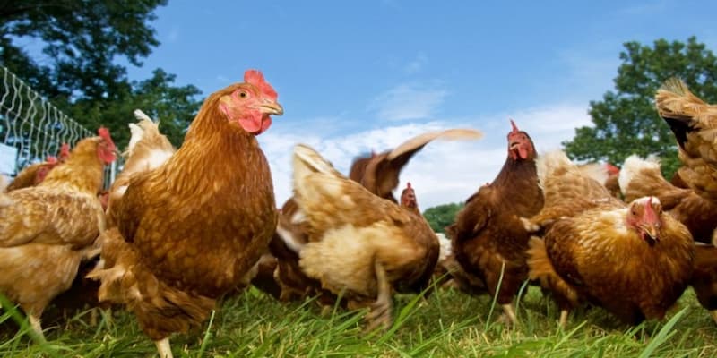 Kỹ thuật nuôi gà thả vườn Kỹ thuật nuôi gà thả vườn về cách chọn giống