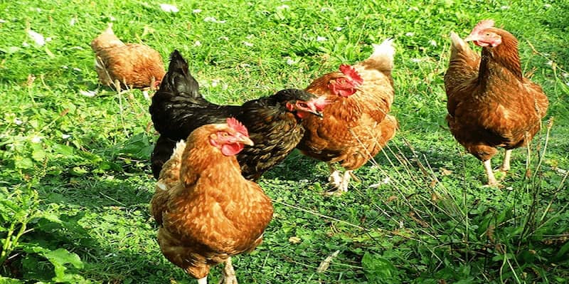 Kỹ thuật nuôi gà thả vườn Kỹ thuật nuôi gà thả vườn về phòng bệnh và xử lý